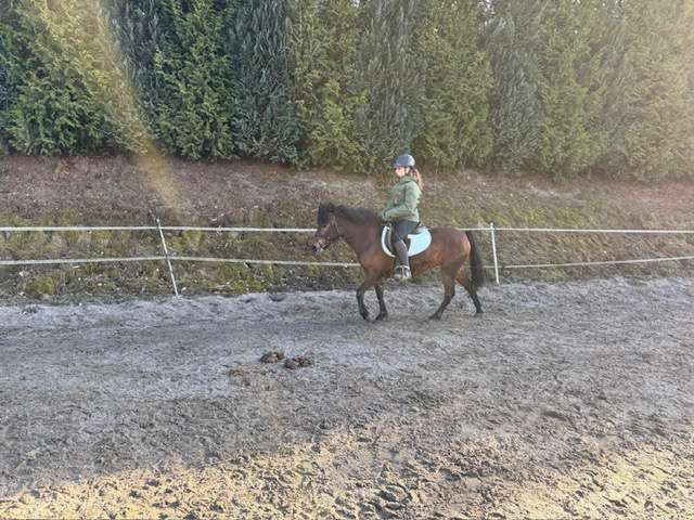 pony megi