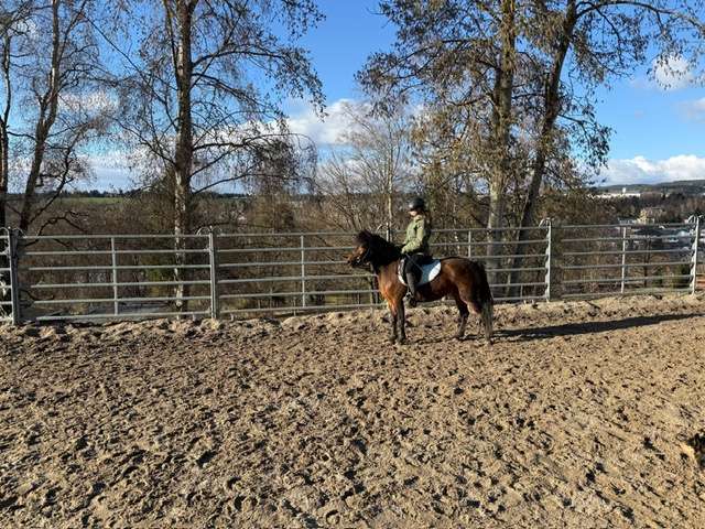 pony stute megi