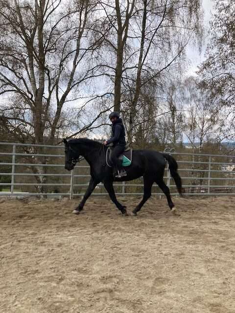 reitpferd amon