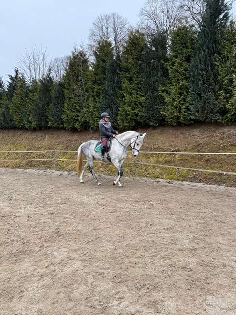 reitpferd colina