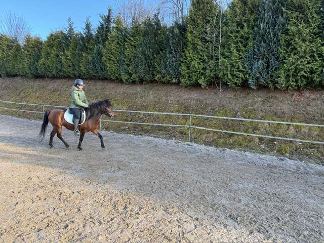 reitpony megi