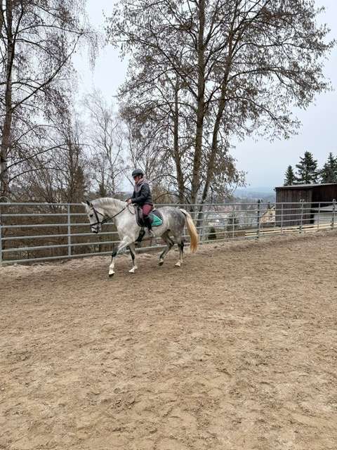 schimmel stute colina
