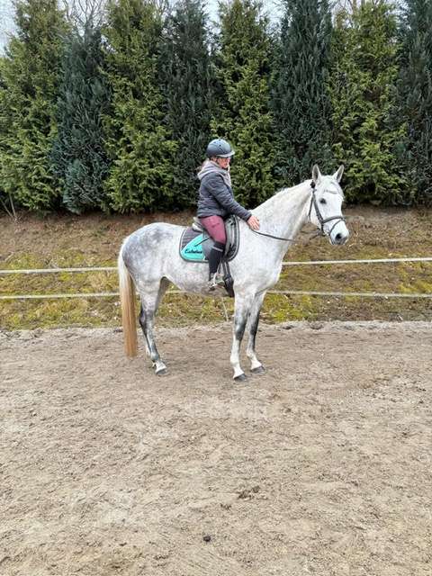 stute colina