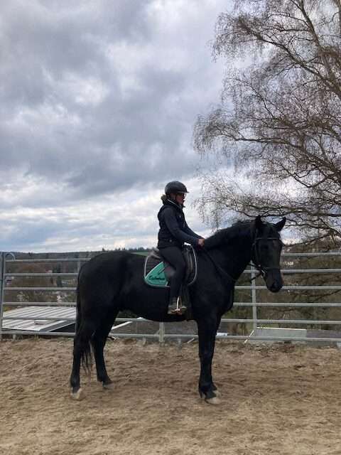 warmblut amon
