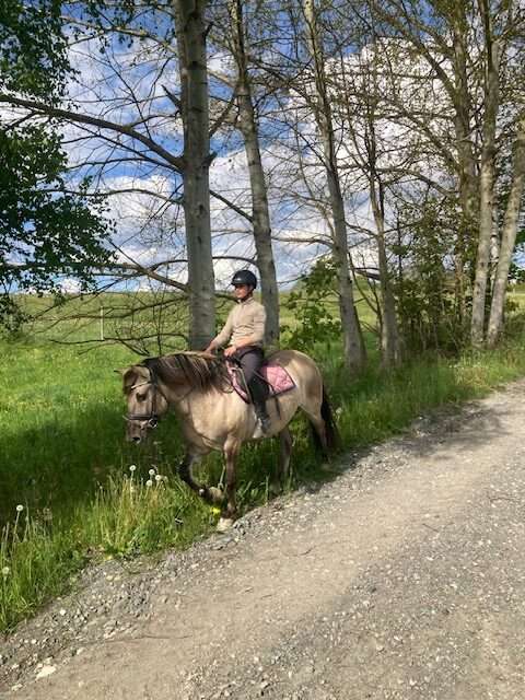 konik komandos konik komandos