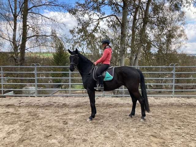 reitpferd fabrice reitpferd fabrice
