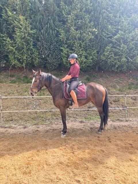 reitpferd luka reitpferd luka