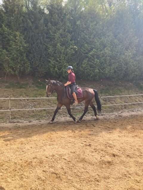 reitpony luka reitpony luka