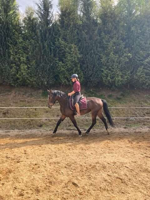 reitpony stute luka reitpony stute luka