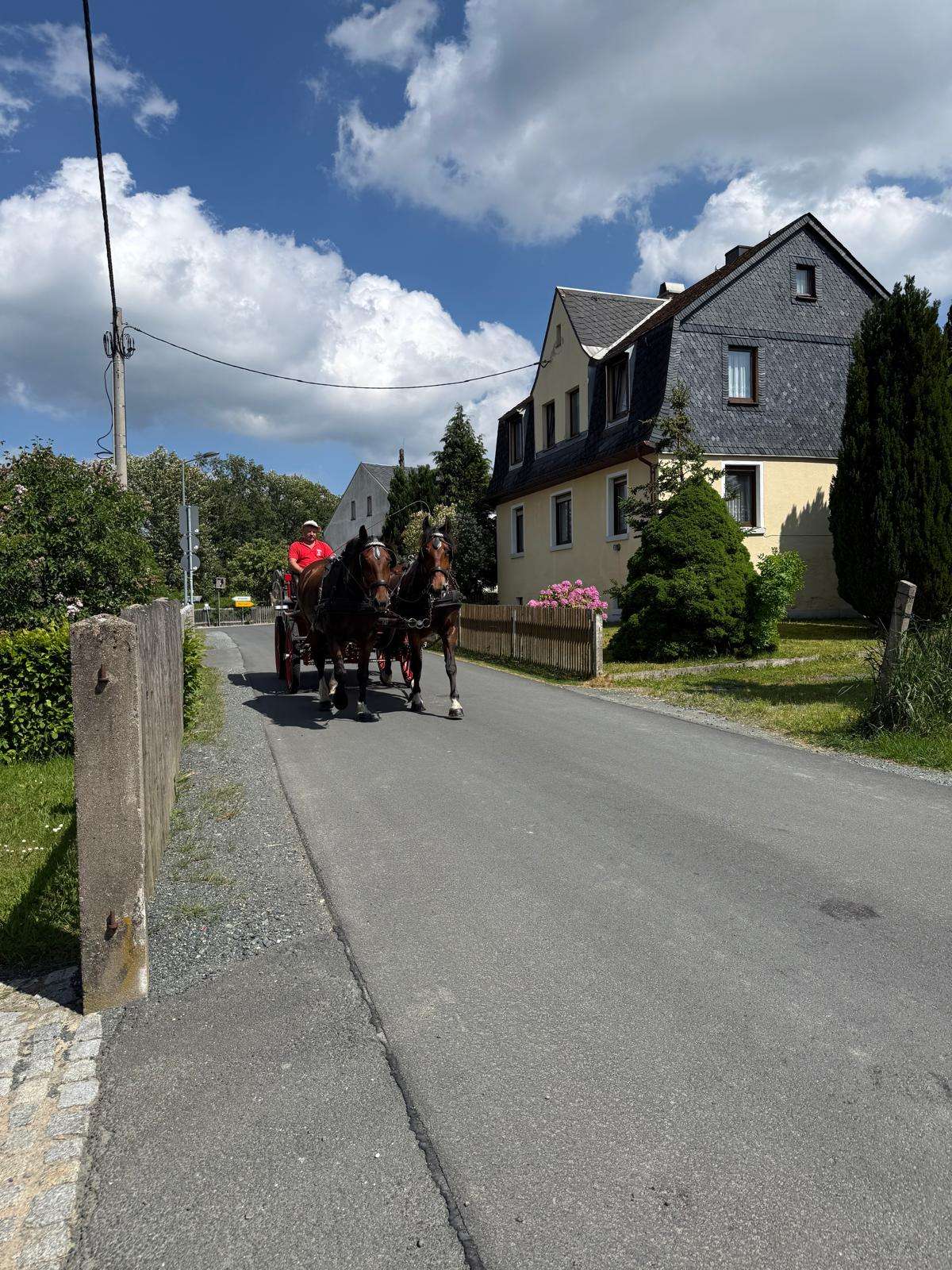gespann braune stuten