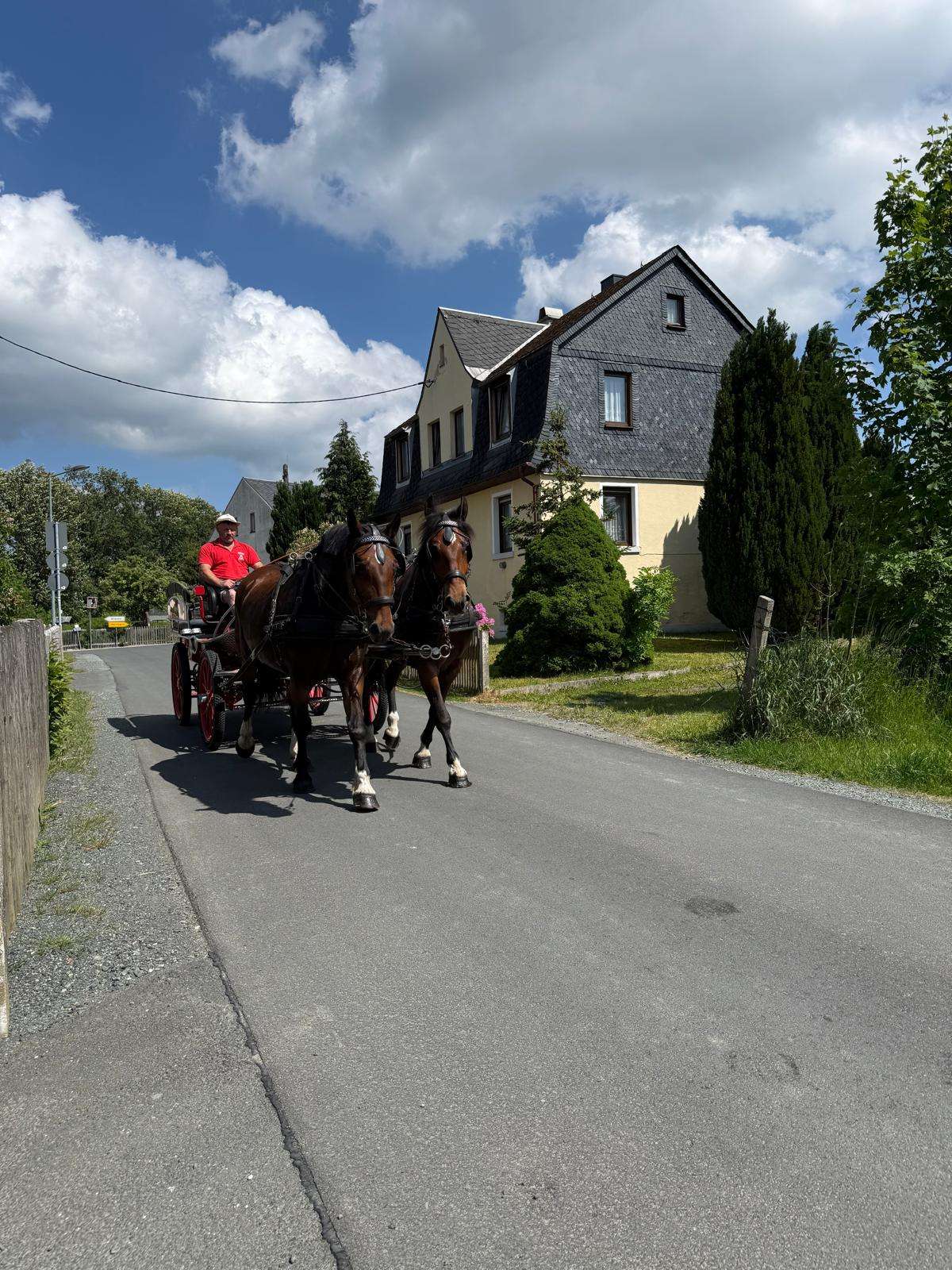 gespann warmblut stuten