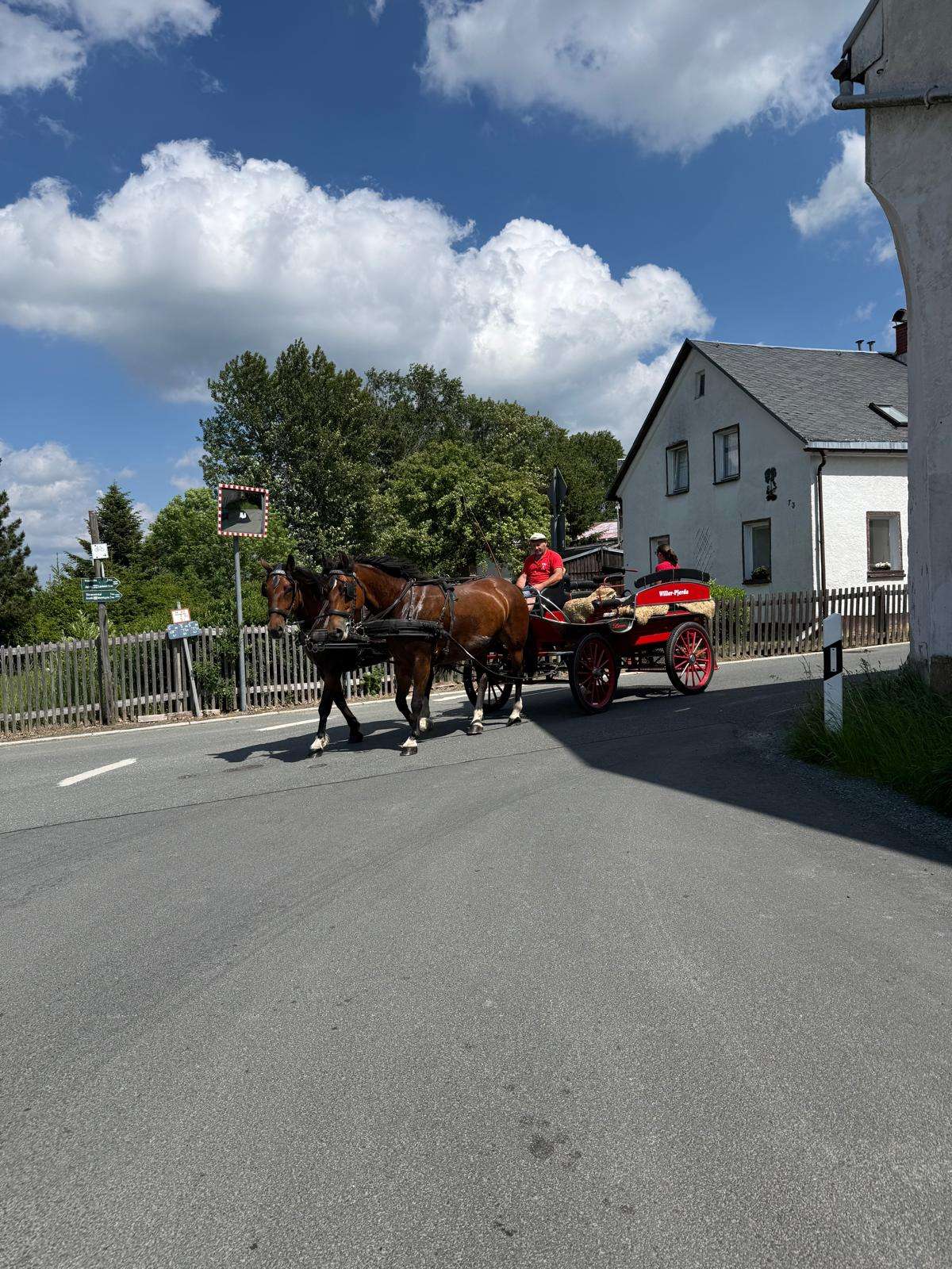 stuten gespann braune