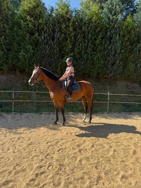 freizeitpferd lilli freizeitpferd lilli