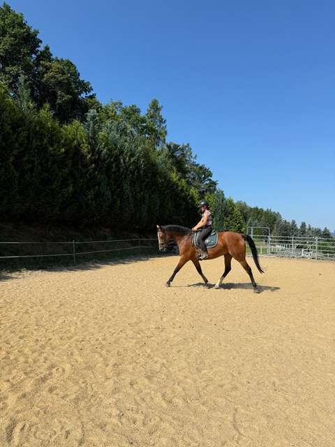 reitpferd lilli reitpferd lilli