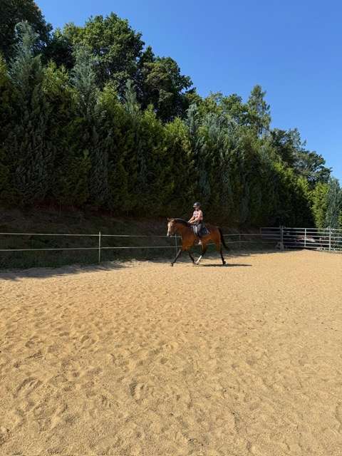 reitpferd stute lilli reitpferd stute lilli