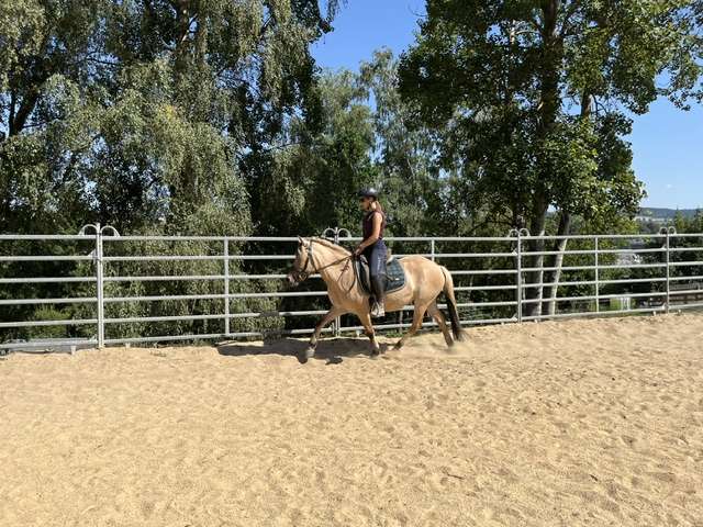 reitpony fanti reitpony fanti