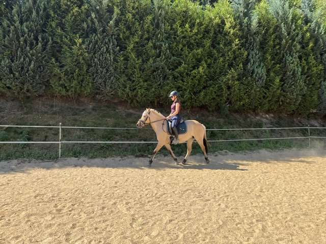 reitpony stute fanti reitpony stute fanti