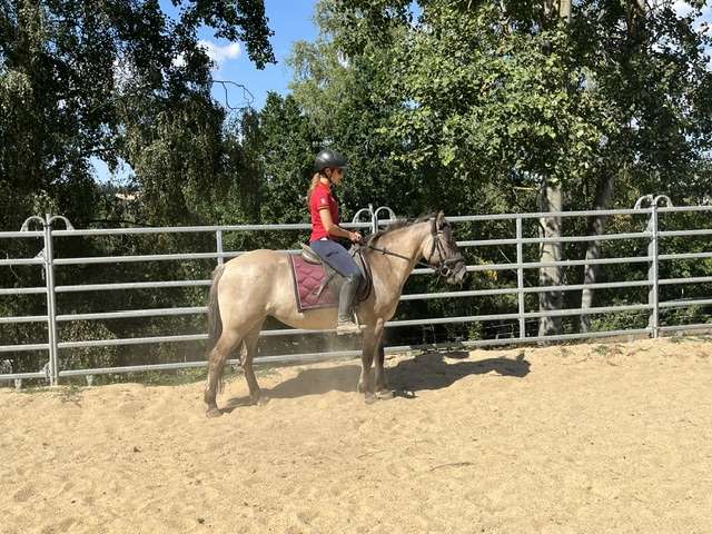 reitpony stute nasa reitpony stute nasa