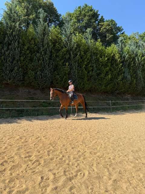 stute lilli stute lilli