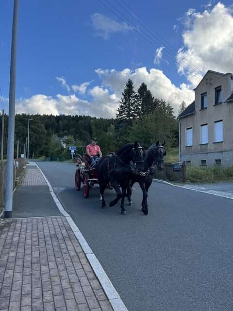 fahrpferd aron fahrpferd aron
