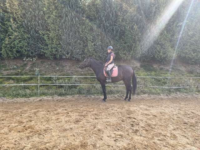 reitpferd arak reitpferd arak