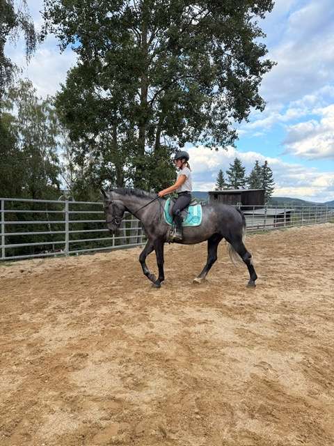 reitpferd schimmel reitpferd schimmel