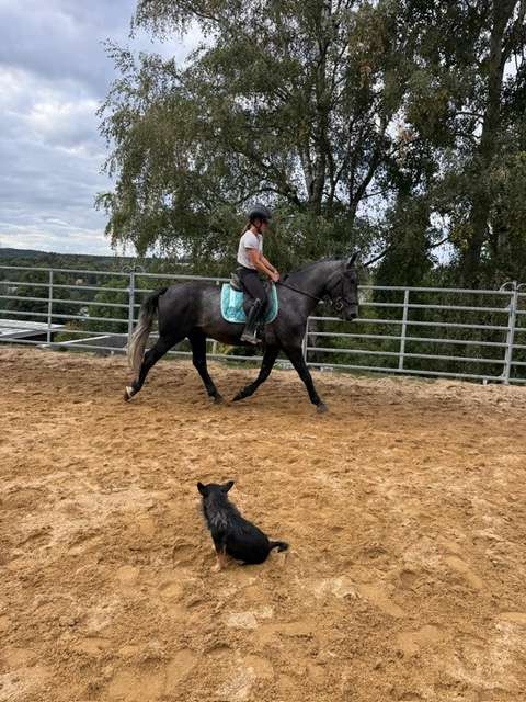 reitpferd wallach bil reitpferd wallach bil