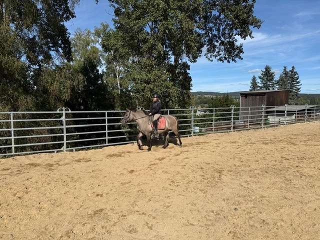 reitpony nido reitpony nido