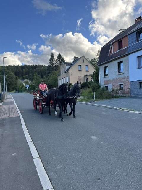fahrpferd aron fahrpferd aron